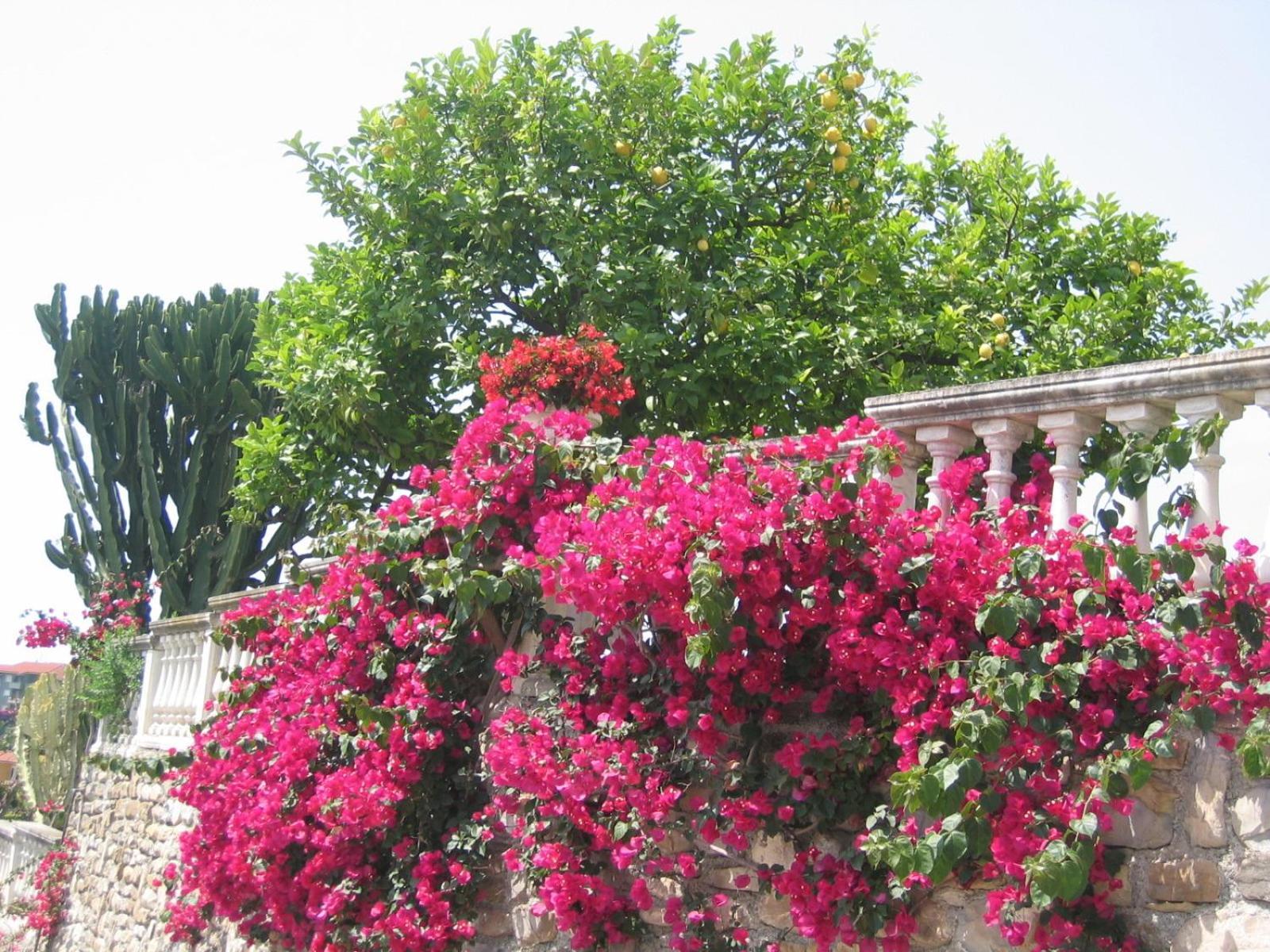 Ca Dei Conti Villa San Bartolomeo Al Mare Værelse billede